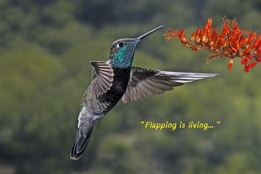 MagnificentHummingbird flapping is living